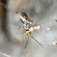 Ichneumonoidea (Superfamily) at Corroboree Park - 25 Mar 2024