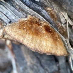 zz Polypore (shelf/hoof-like) at Corroboree Park - 25 Mar 2024 by Hejor1