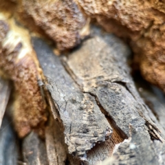 zz Polypore (shelf/hoof-like) at Corroboree Park - 25 Mar 2024