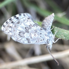 Lucia limbaria (Chequered Copper) at Ainslie, ACT - 25 Mar 2024 by Hejor1