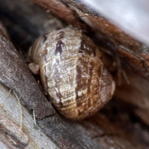 Cornu aspersum at Corroboree Park - 25 Mar 2024