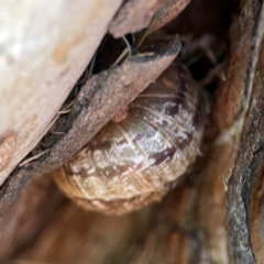 Cornu aspersum at Corroboree Park - 25 Mar 2024