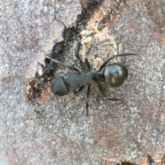 Polyrhachis sp. (genus) (A spiny ant) at Corroboree Park - 25 Mar 2024 by Hejor1