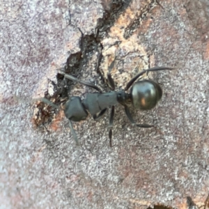 Polyrhachis sp. (genus) at Corroboree Park - 25 Mar 2024 06:26 PM