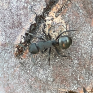 Polyrhachis sp. (genus) at Corroboree Park - 25 Mar 2024