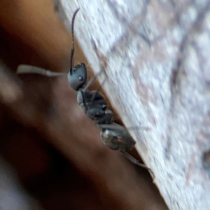 Polyrhachis sp. (genus) at Corroboree Park - 25 Mar 2024 06:26 PM