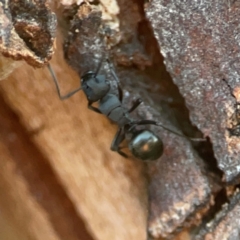 Polyrhachis sp. (genus) at Corroboree Park - 25 Mar 2024 06:26 PM