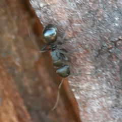 Polyrhachis sp. (genus) at Corroboree Park - 25 Mar 2024 06:26 PM