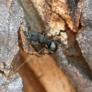 Polyrhachis sp. (genus) at Corroboree Park - 25 Mar 2024 06:26 PM