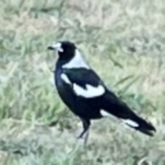 Gymnorhina tibicen (Australian Magpie) at Ainslie, ACT - 25 Mar 2024 by Hejor1