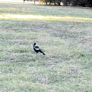 Gymnorhina tibicen at Corroboree Park - 25 Mar 2024 06:30 PM