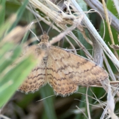 Scopula rubraria (Reddish Wave, Plantain Moth) at Corroboree Park - 25 Mar 2024 by Hejor1