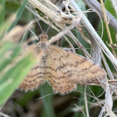 Scopula rubraria (Reddish Wave, Plantain Moth) at Ainslie, ACT - 25 Mar 2024 by Hejor1