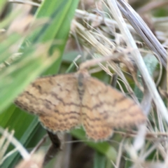 Scopula rubraria at Corroboree Park - 25 Mar 2024 06:31 PM