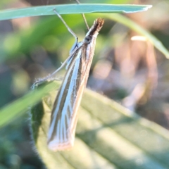 Hednota species near grammellus (Pyralid or snout moth) at Ainslie, ACT - 25 Mar 2024 by Hejor1