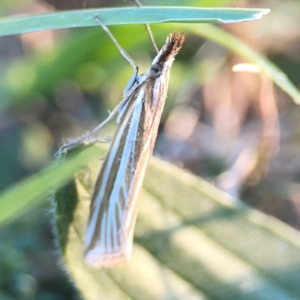 Hednota species near grammellus at Corroboree Park - 25 Mar 2024