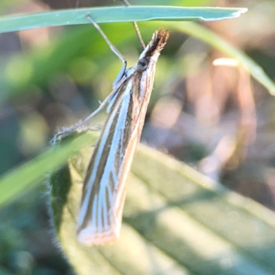 Hednota species near grammellus (Pyralid or snout moth) at Corroboree Park - 25 Mar 2024 by Hejor1