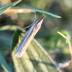 Hednota species near grammellus at Corroboree Park - 25 Mar 2024