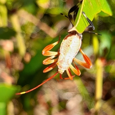 Amorbus (genus) (Eucalyptus Tip bug) at Holt, ACT - 22 Mar 2024 by VanceLawrence