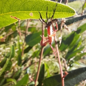 Amorbus sp. (genus) at Holt, ACT - 22 Mar 2024