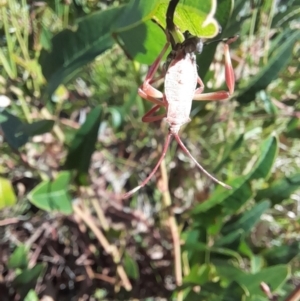 Amorbus sp. (genus) at Holt, ACT - 22 Mar 2024