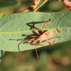 Amorbus sp. (genus) at Holt, ACT - 22 Mar 2024