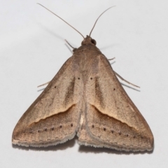 Mocis frugalis (Sugarcane Looper (Erebinae)) at Wellington Point, QLD - 25 Mar 2024 by TimL