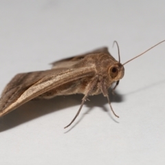 Mocis frugalis at Wellington Point, QLD - 25 Mar 2024