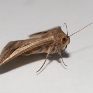 Mocis frugalis at Wellington Point, QLD - suppressed