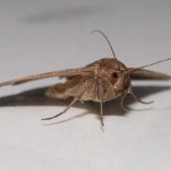 Mocis frugalis at Wellington Point, QLD - 25 Mar 2024