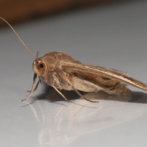 Mocis frugalis at Wellington Point, QLD - suppressed