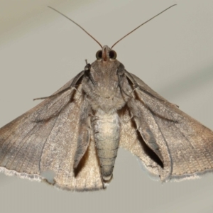 Mocis frugalis at Wellington Point, QLD - suppressed