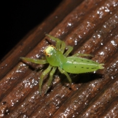 Mopsus mormon (Green Jumping Spider) at Capalaba, QLD - 24 Mar 2024 by TimL