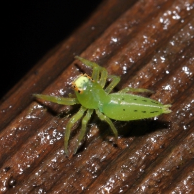 Mopsus mormon (Green Jumping Spider) at Capalaba, QLD - 24 Mar 2024 by TimL