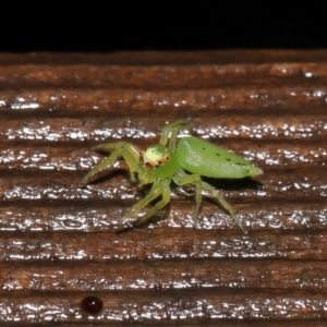 Mopsus mormon at Capalaba, QLD - 24 Mar 2024 12:04 PM