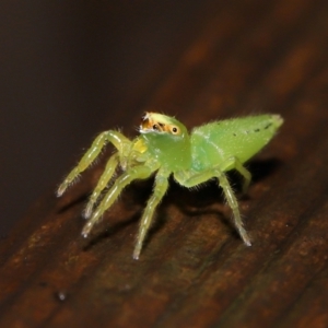 Mopsus mormon at Capalaba, QLD - 24 Mar 2024 12:04 PM