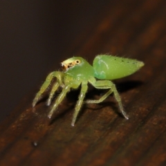 Mopsus mormon at Capalaba, QLD - 24 Mar 2024 12:04 PM