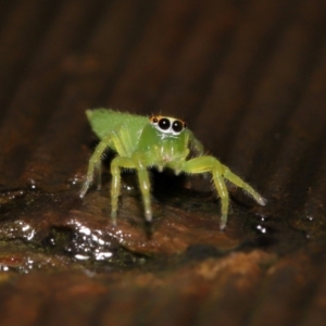 Mopsus mormon at Capalaba, QLD - 24 Mar 2024 12:04 PM