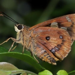 Ocybadistes walkeri at Capalaba, QLD - 17 Mar 2024 by TimL