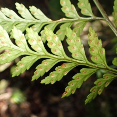 Rumohra adiantiformis at Morton National Park - 24 Mar 2024 by plants