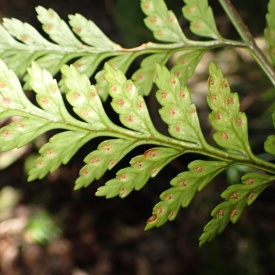 Rumohra adiantiformis (Leathery Shield-Fern) at Wildes Meadow, NSW - 25 Mar 2024 by plants