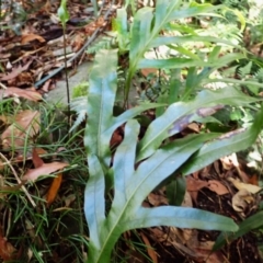 Microsorum pustulatum subsp. pustulatum (Kangaroo Fern) at Morton National Park - 24 Mar 2024 by plants