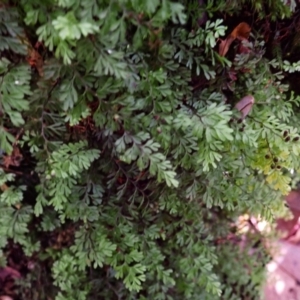 Hymenophyllum cupressiforme at Morton National Park - suppressed