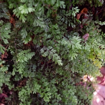 Hymenophyllum cupressiforme (Common Filmy Fern) at Wildes Meadow, NSW - 24 Mar 2024 by plants