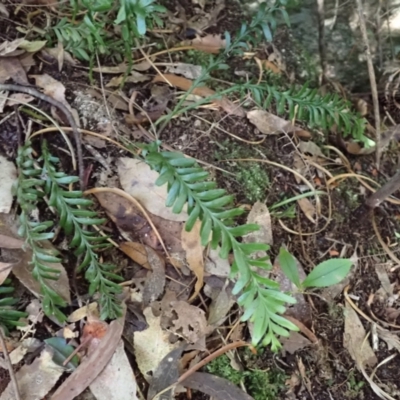 Tmesipteris truncata at Morton National Park - 25 Mar 2024 by plants