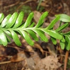 Tmesipteris truncata at Wingecarribee Local Government Area - 25 Mar 2024