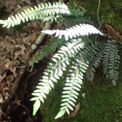 Pellaea nana (Dwarf Sickle Fern) at Wingecarribee Local Government Area - 24 Mar 2024 by plants