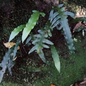 Microsorum scandens at Morton National Park - 25 Mar 2024 09:48 AM