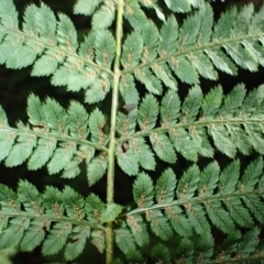 Leptopteris fraseri (Crepe Fern) at Wildes Meadow - 25 Mar 2024 by plants