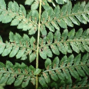 Leptopteris fraseri at Morton National Park - 25 Mar 2024